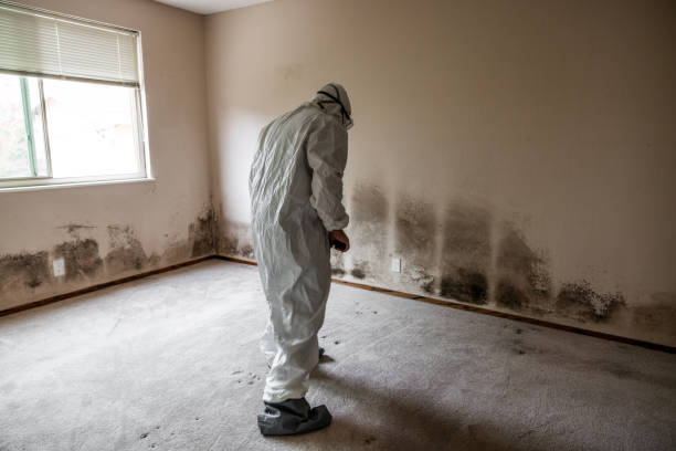Best Industrial Mold Remediation in Maineville, OH