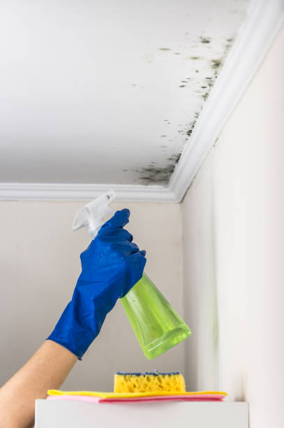 Best Attic Mold Remediation in Maineville, OH